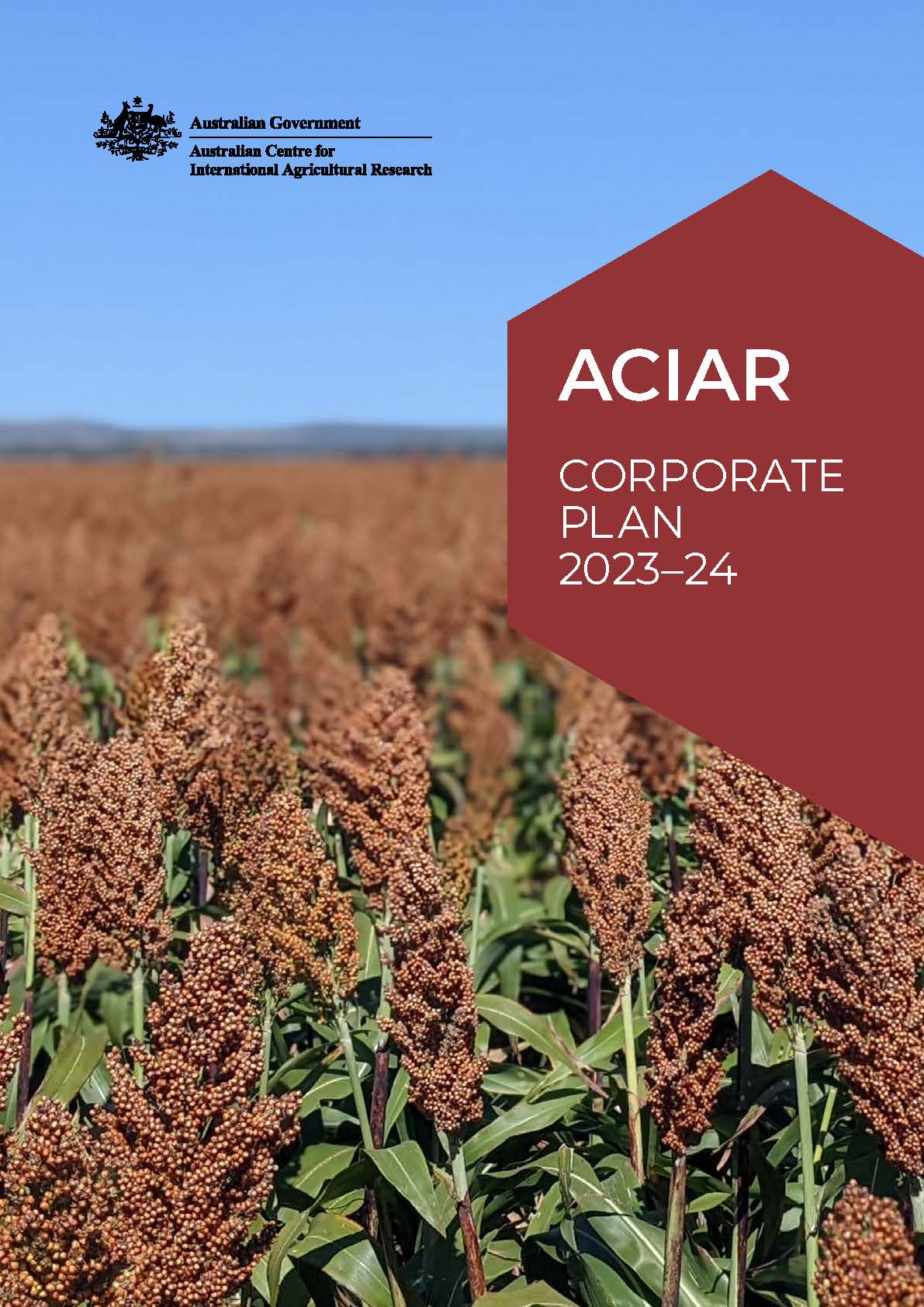 Close up image of a crop of sorghum