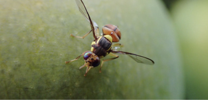 Close-up of a fruit fly on a piece of green fruit. 