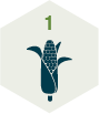 An illustration of a corn cob