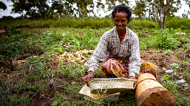 A worker at the Darasula Research Centre outside Baucau sorts through ground corn.