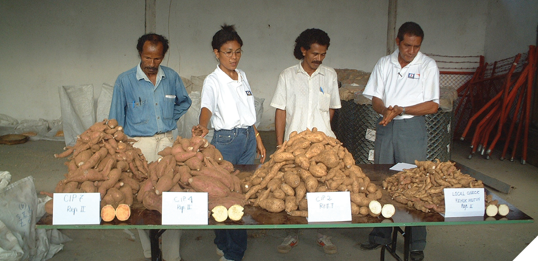 Four people stand behind a table. On the table are four piles of root vegetables. There are small white paper signs indicating the variety of sweetpotato. 