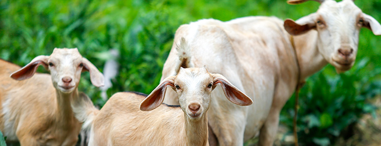 three goats stare at the camera