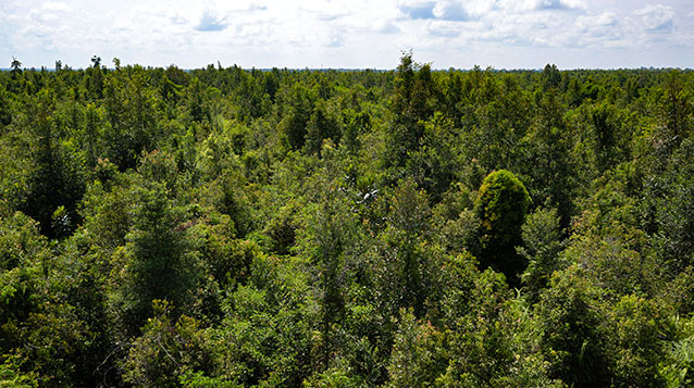 Borneo, Indonesia, Kalimantan, Peatlands