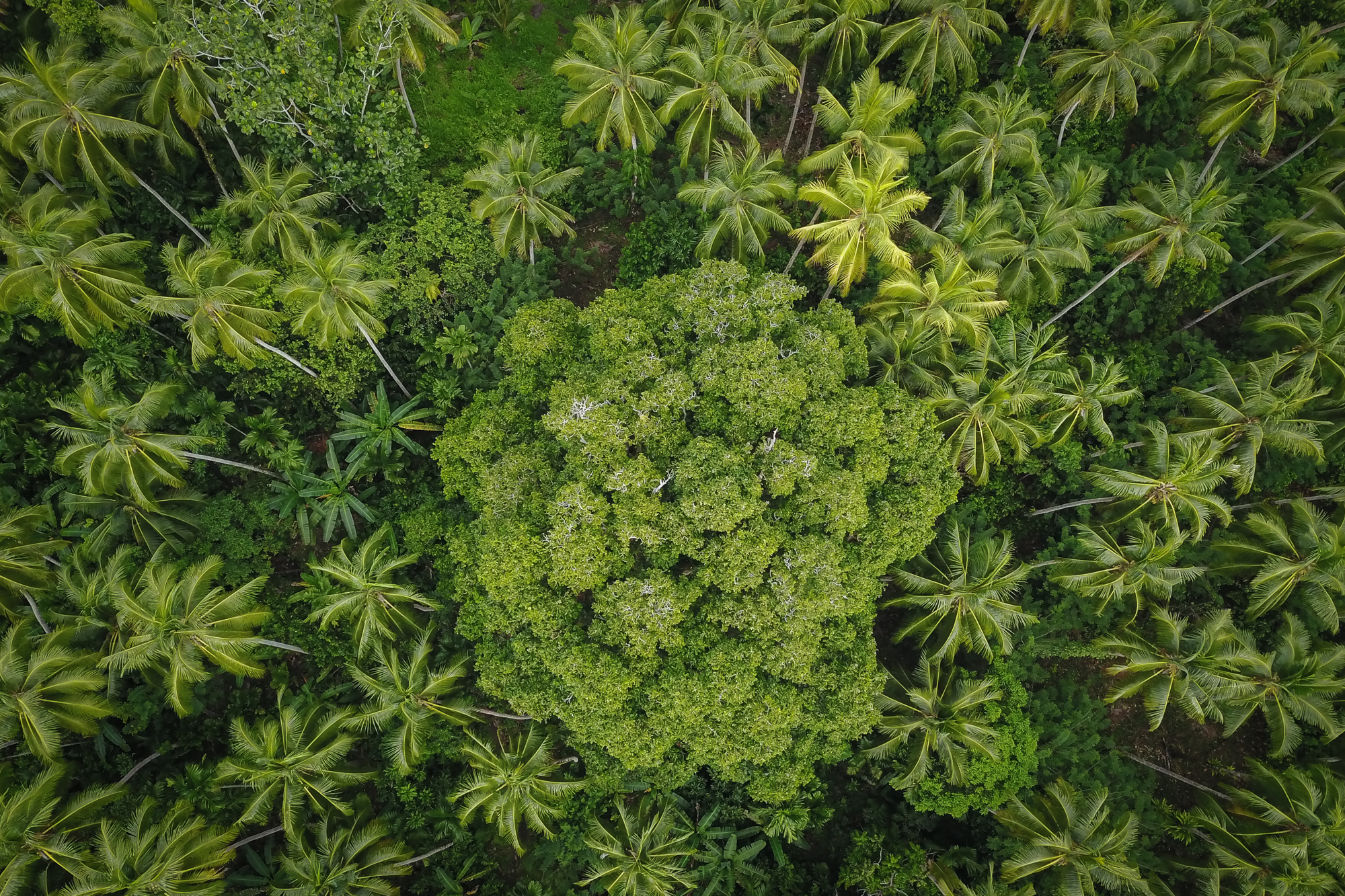 An aerial view of a large galip nut (canarium) tree in East New Britain Province of Papua New Guinea. Photo: ACIAR | 2018 