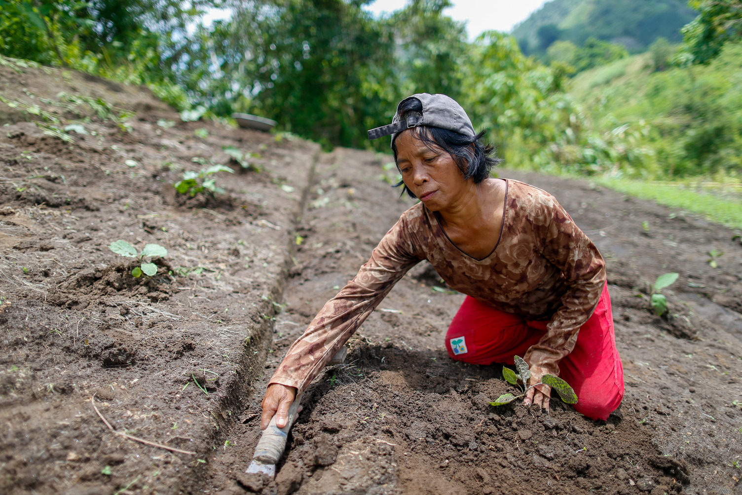 A farmer in the Philippines planting seedlings