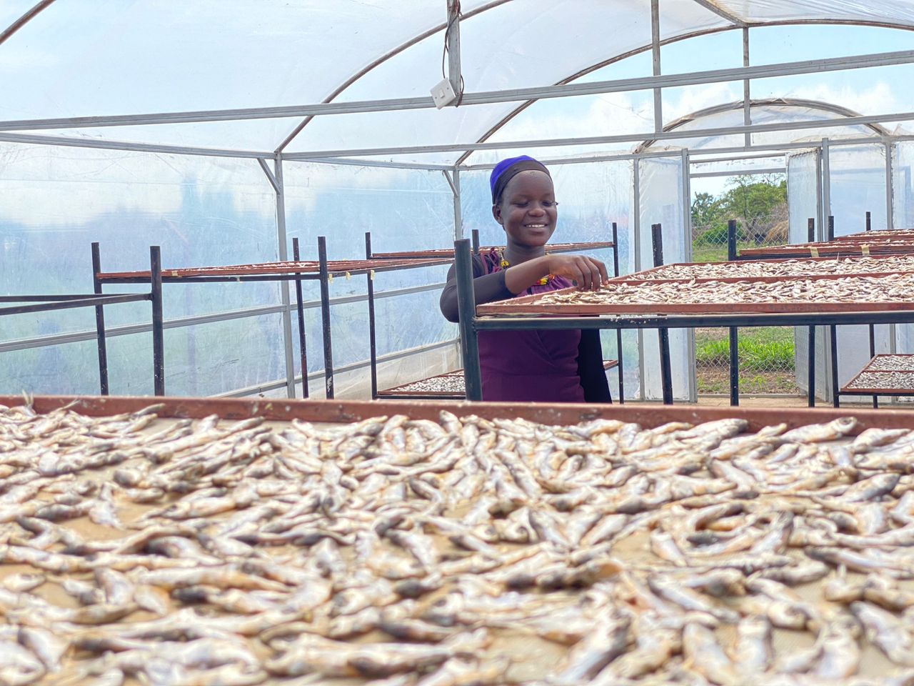 Woman smiling displaying trays of dried fish in tent drier