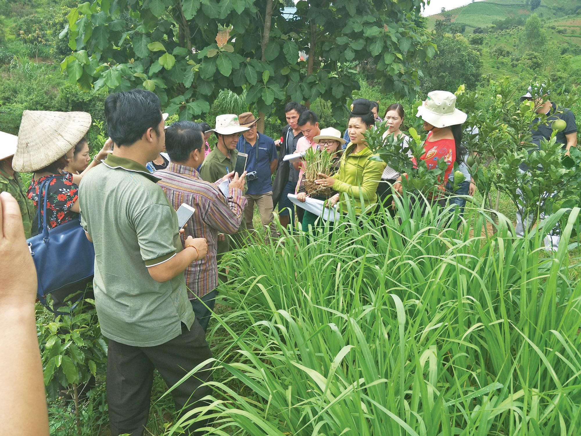 Large group of people in field listening to a lady speaking about a crop
