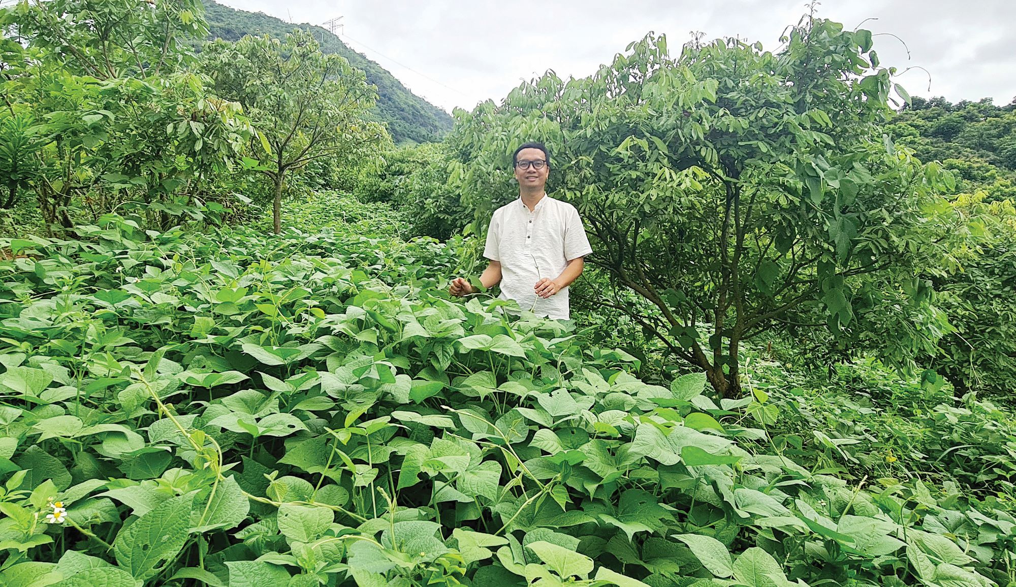 Man standing in the middle of a bean crops
