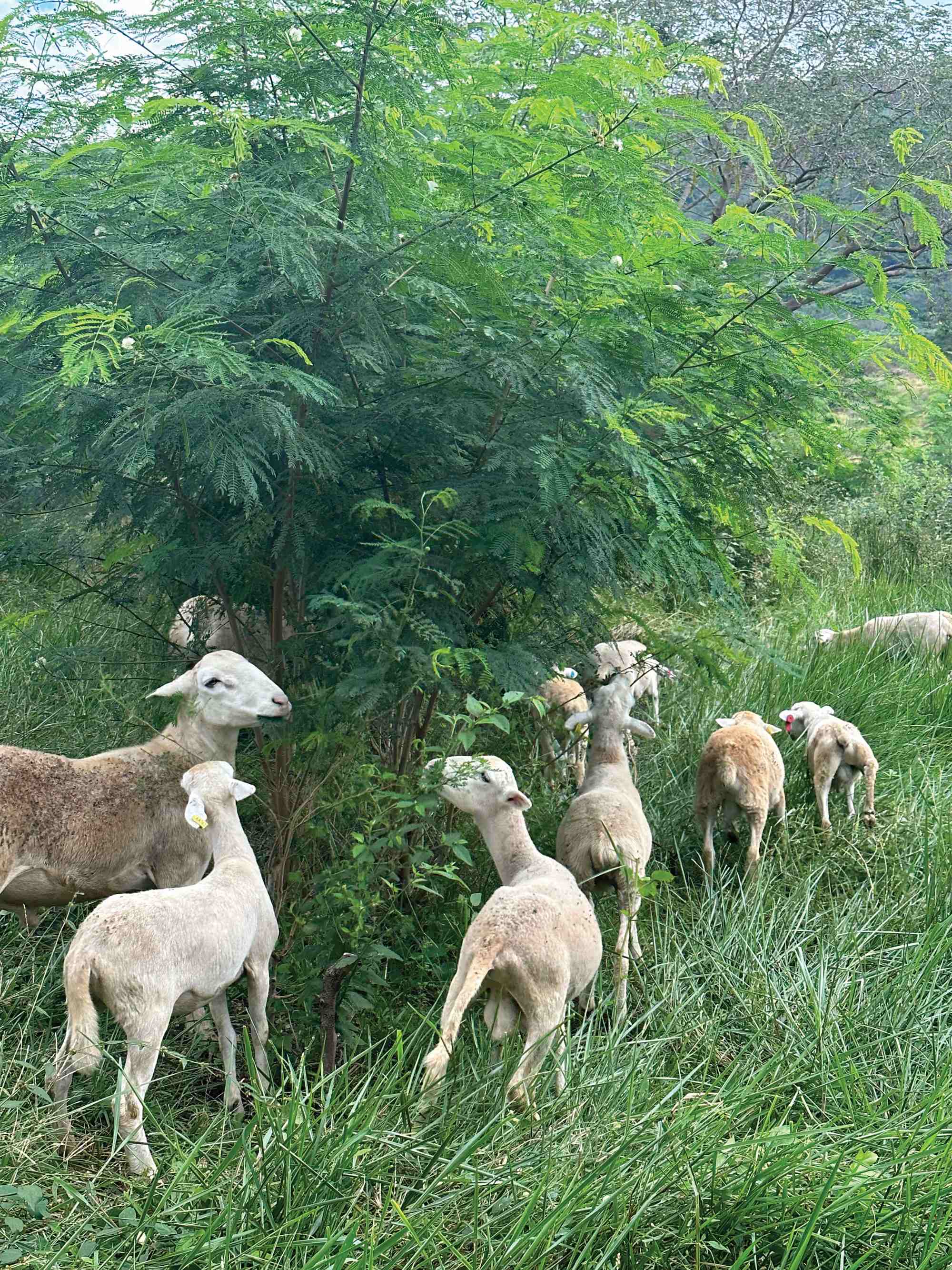 Small flock of sheep grazing in a paddock eating from a bush