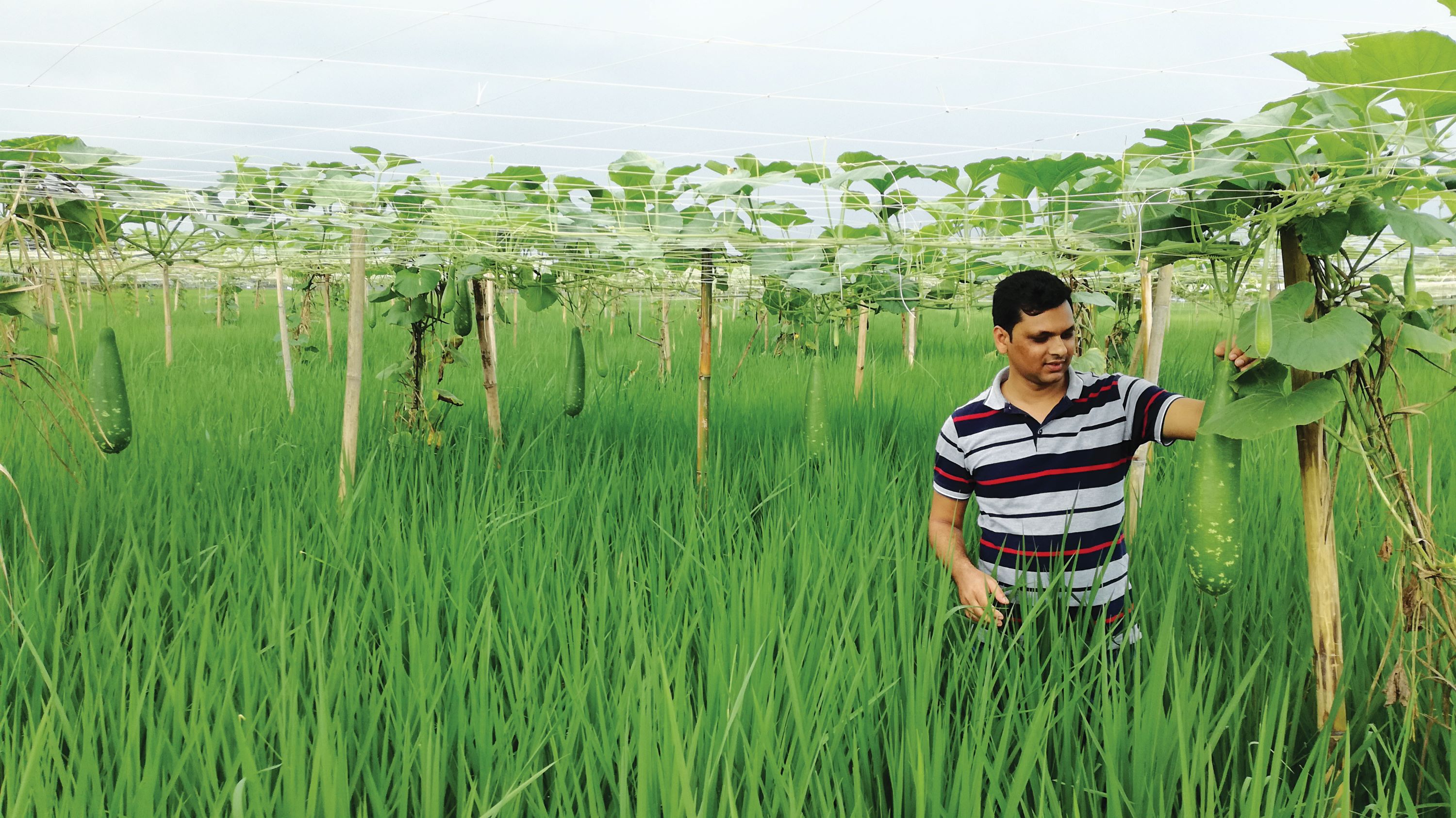 Man inspecting long melon crop in field