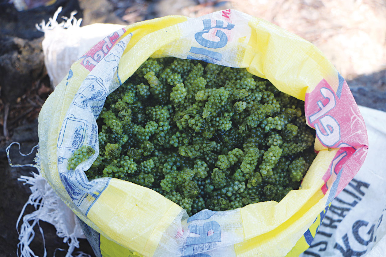 Green sea grapes in a colourful bag