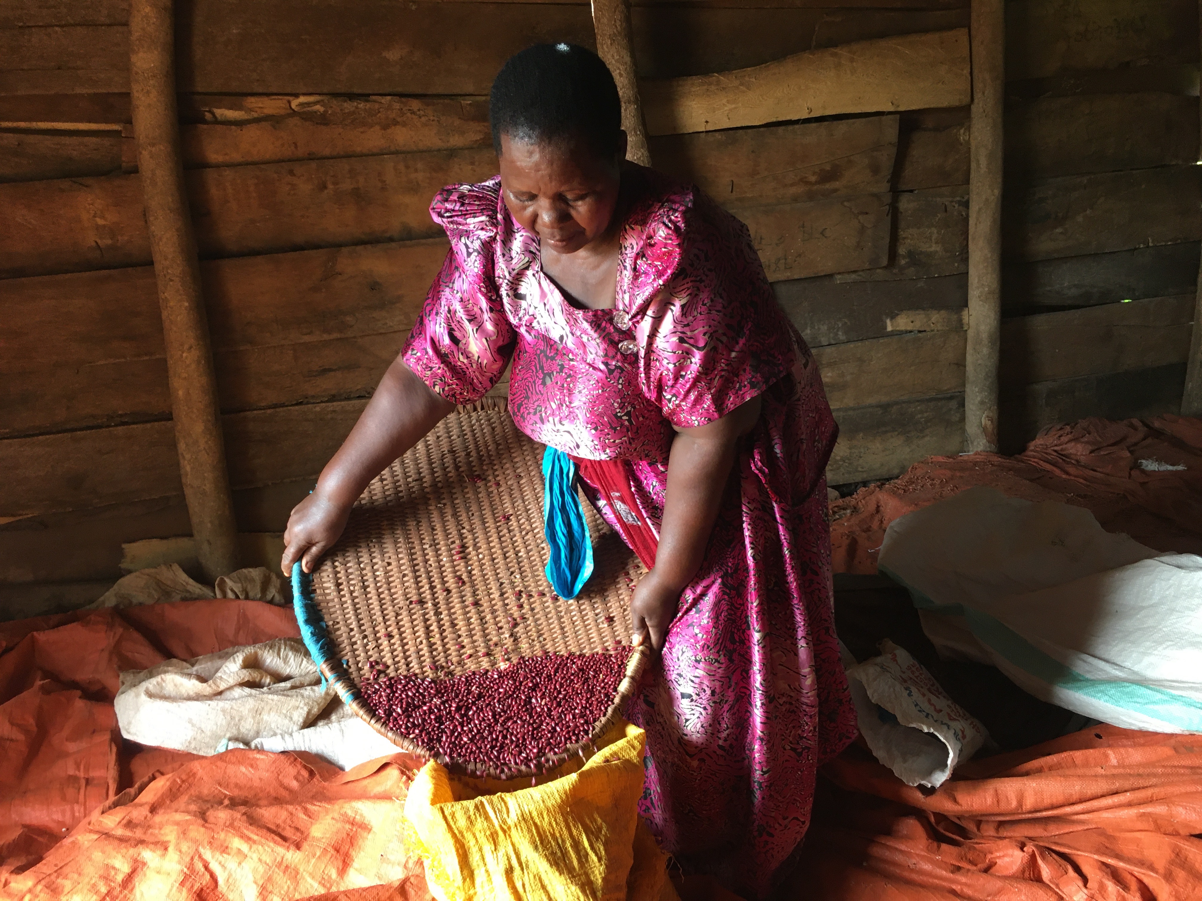 A woman in a pink dress tipping beans from tray into a bucker