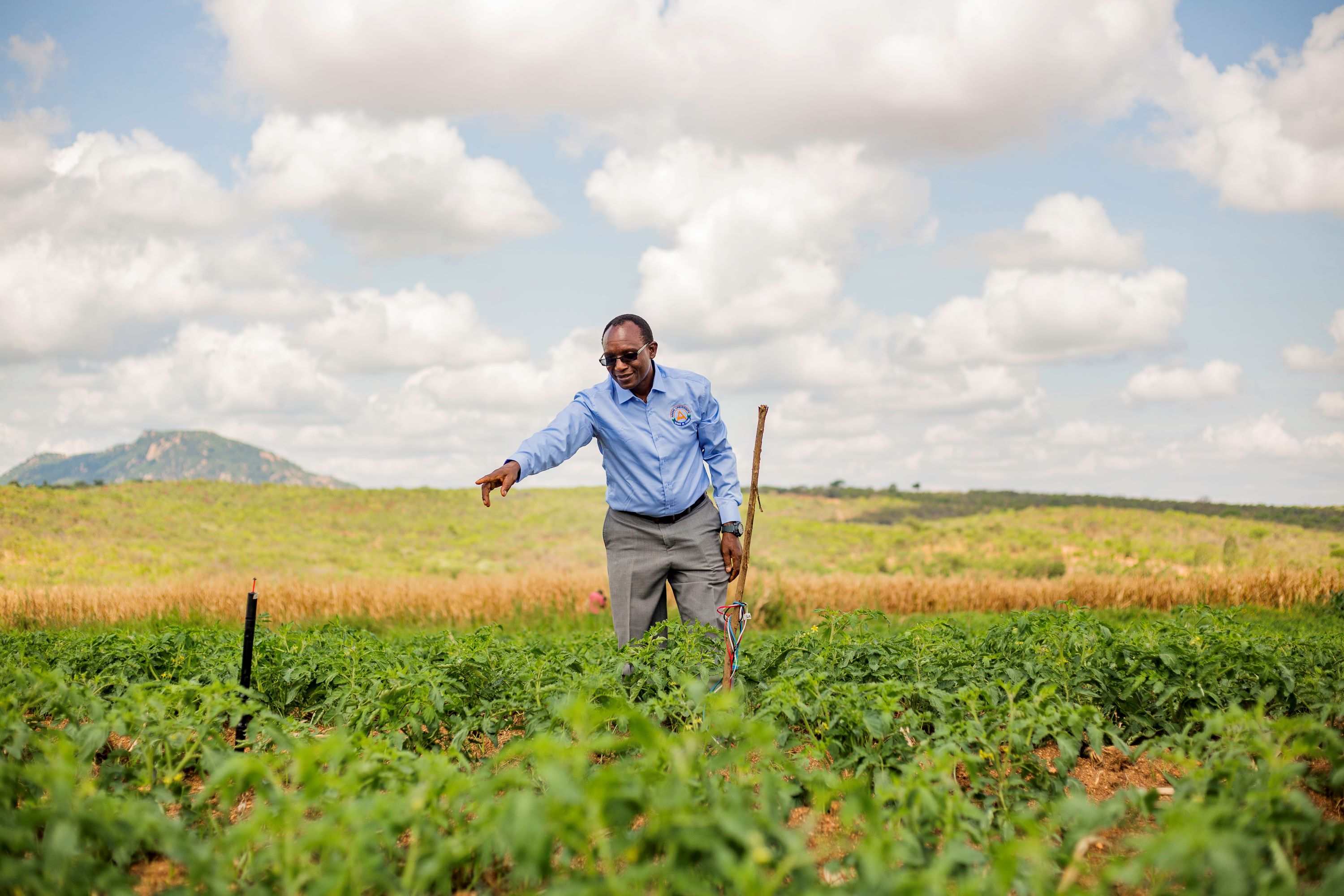 Man standing in crop field point at irrigation pipe