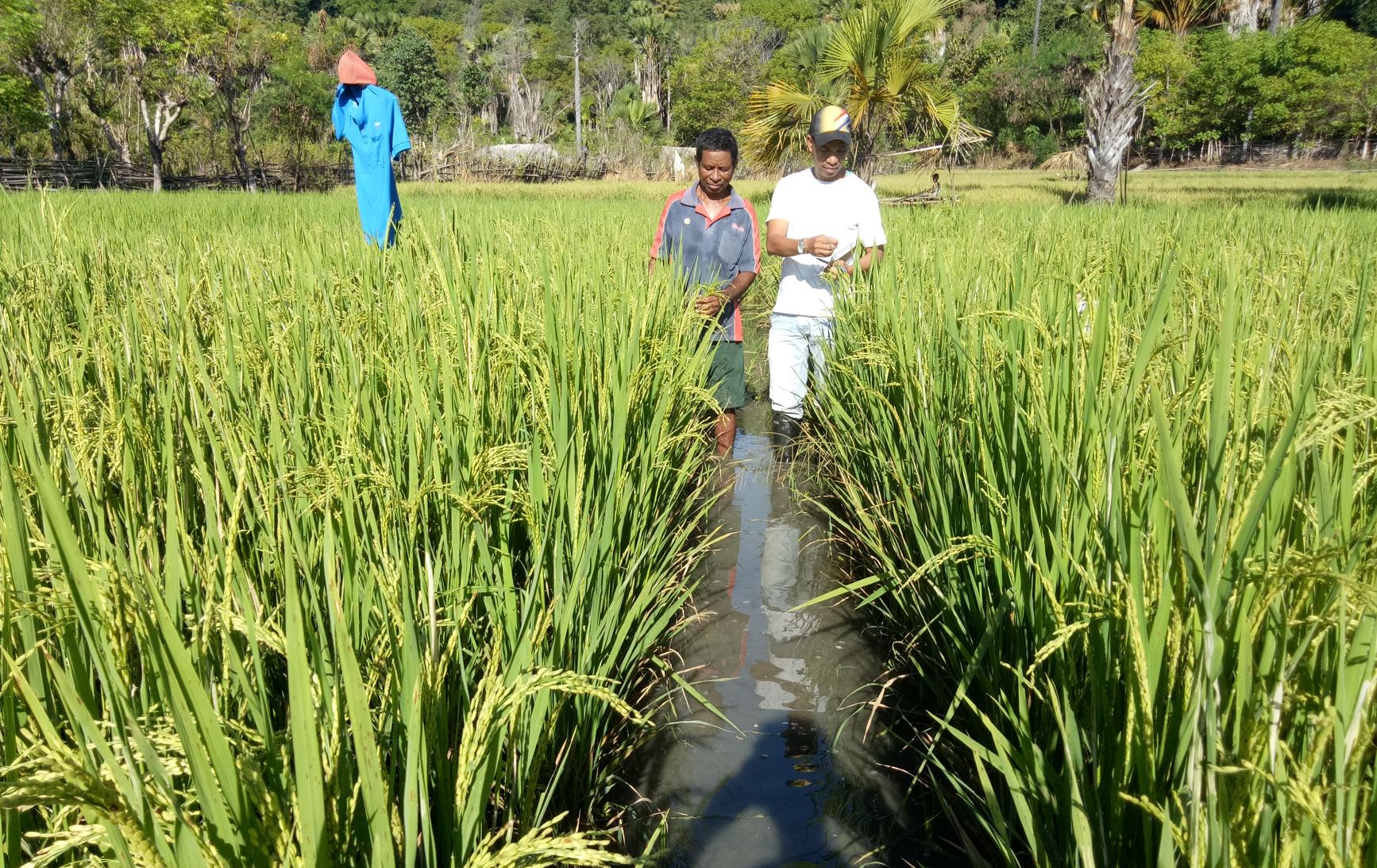 Red rice trials in Timor-Leste