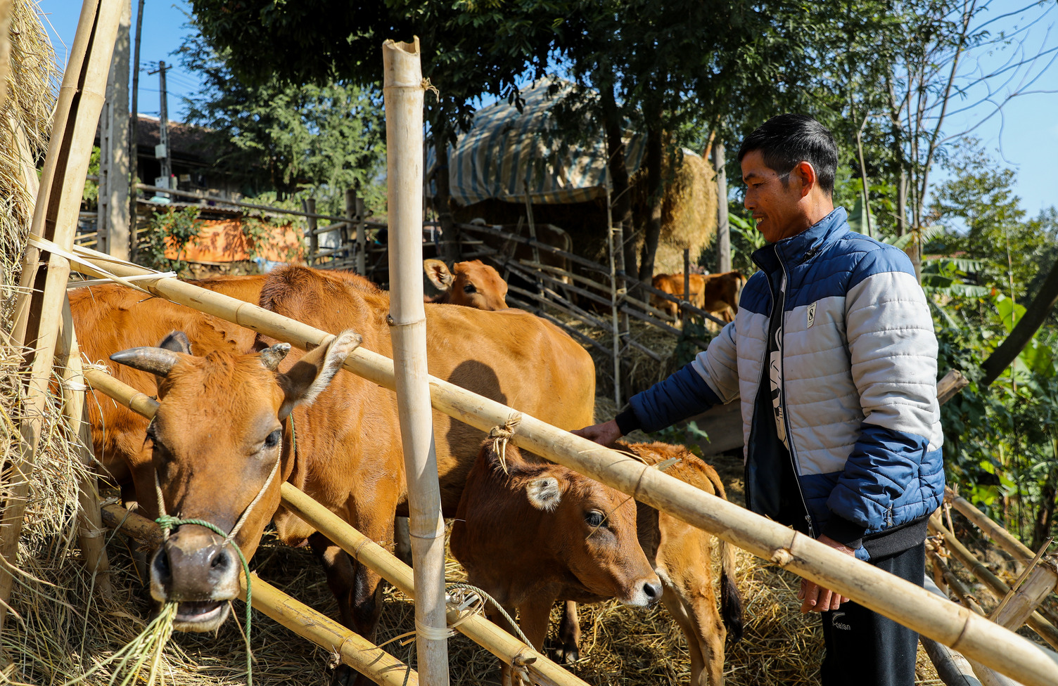 Vietnamese livestock farmer with Cow