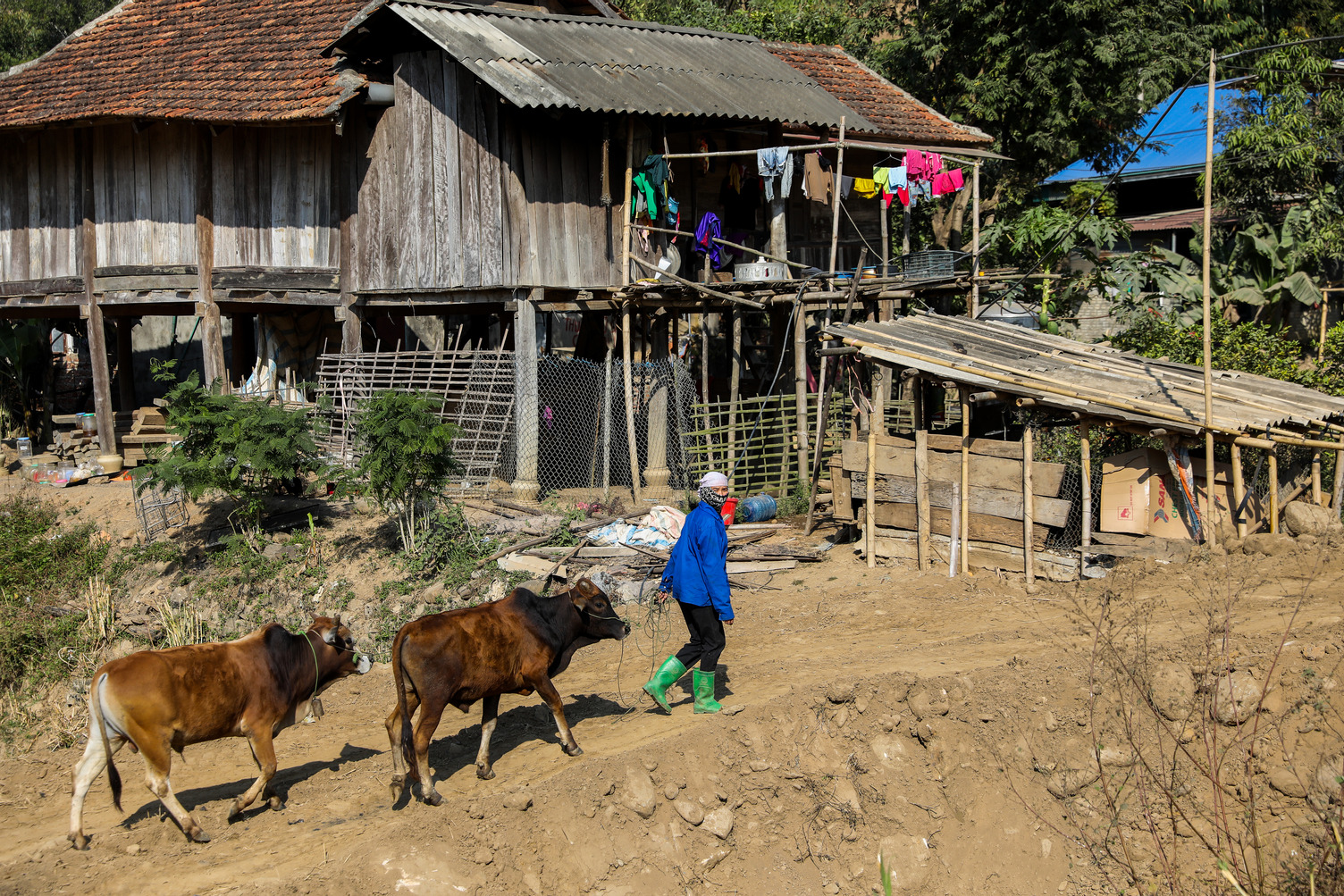 Farmers in Dien Bien province, northwest Vietnam, grow large grass areas to feed their beef cattle. 
