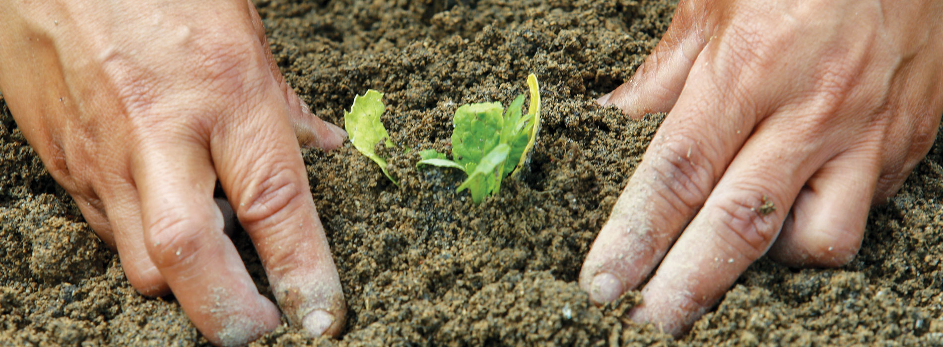 Hands in the soil on either side of a seedling