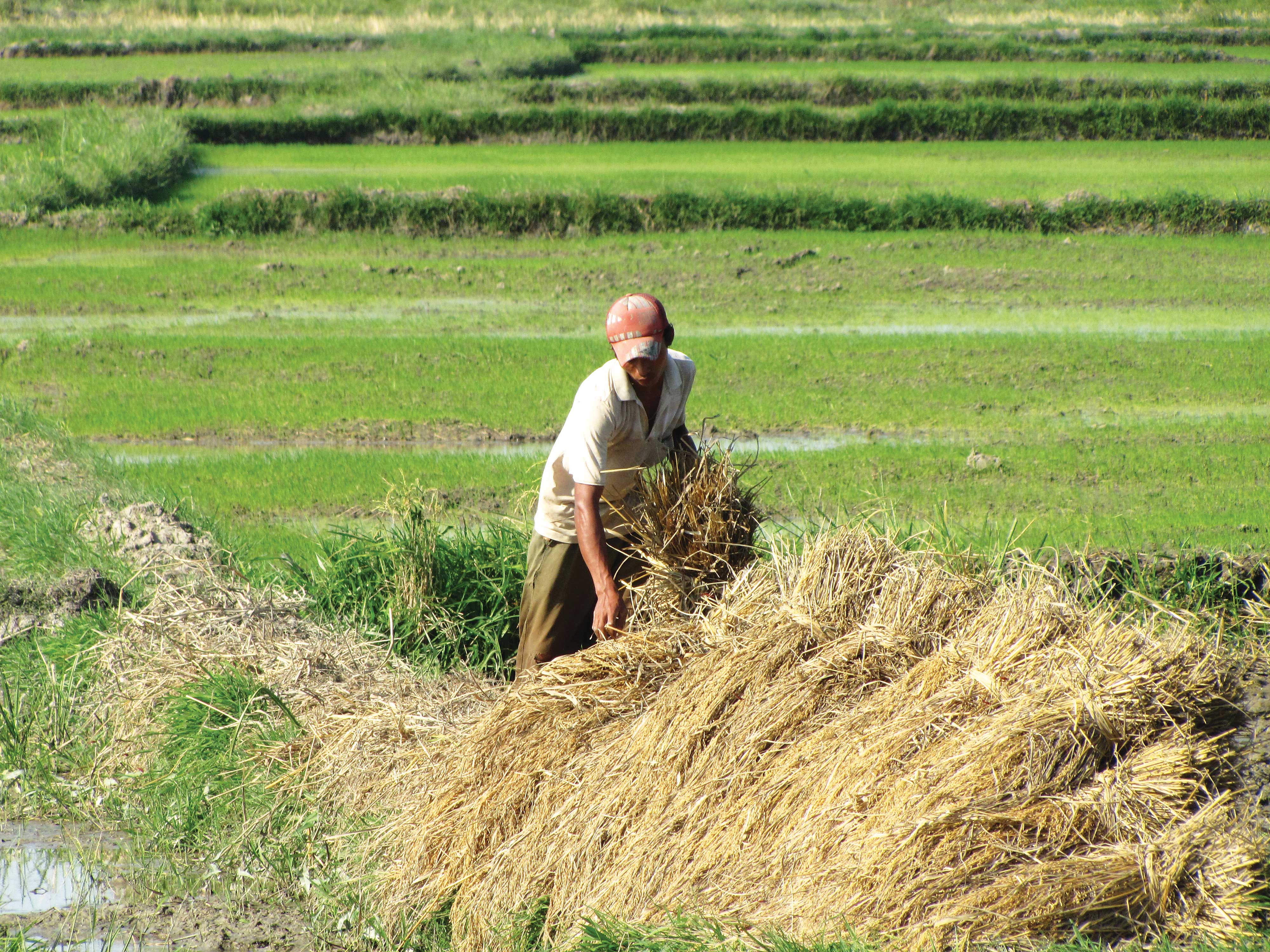 A man collecting straw in a field.