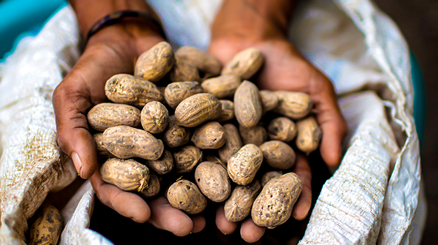 hands holding peanuts