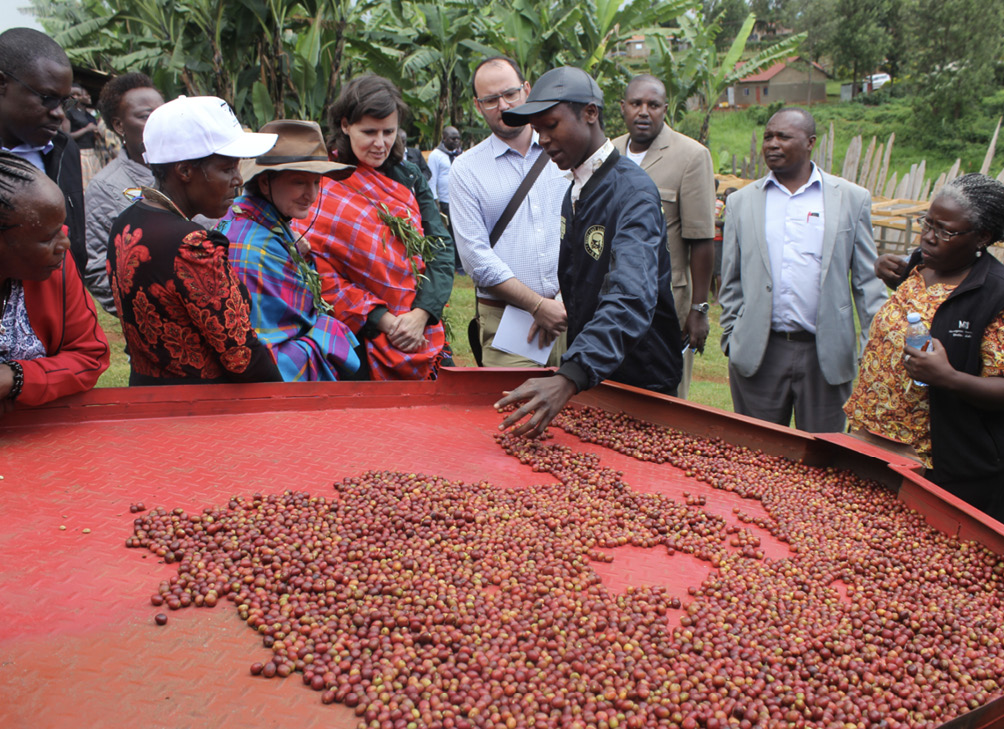A group of people standing at a red metal table, which has fresh coffee berries spread over it.