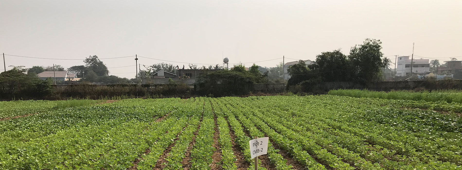 Filed of mungbean crop rows