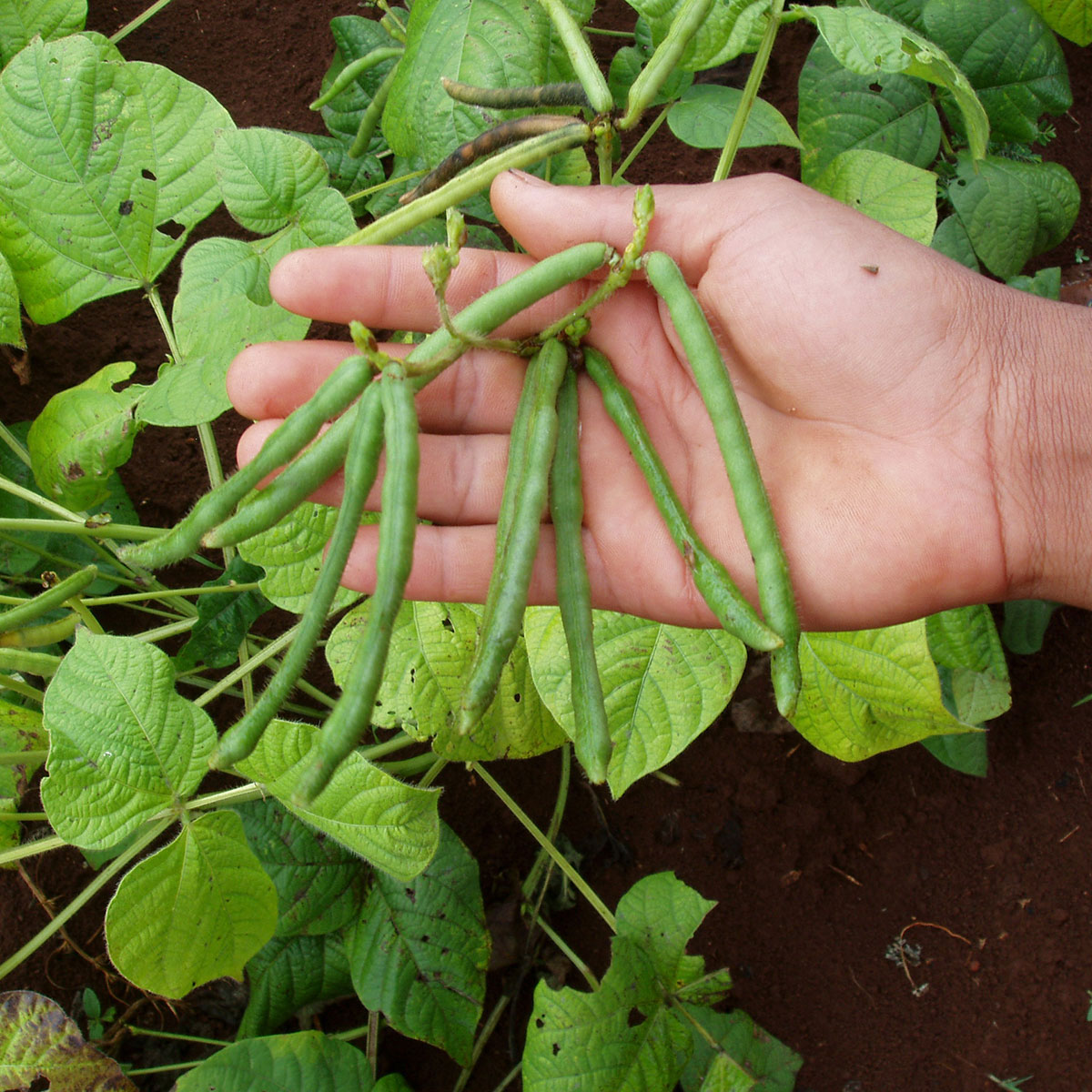 Hand holding a crop mungbean