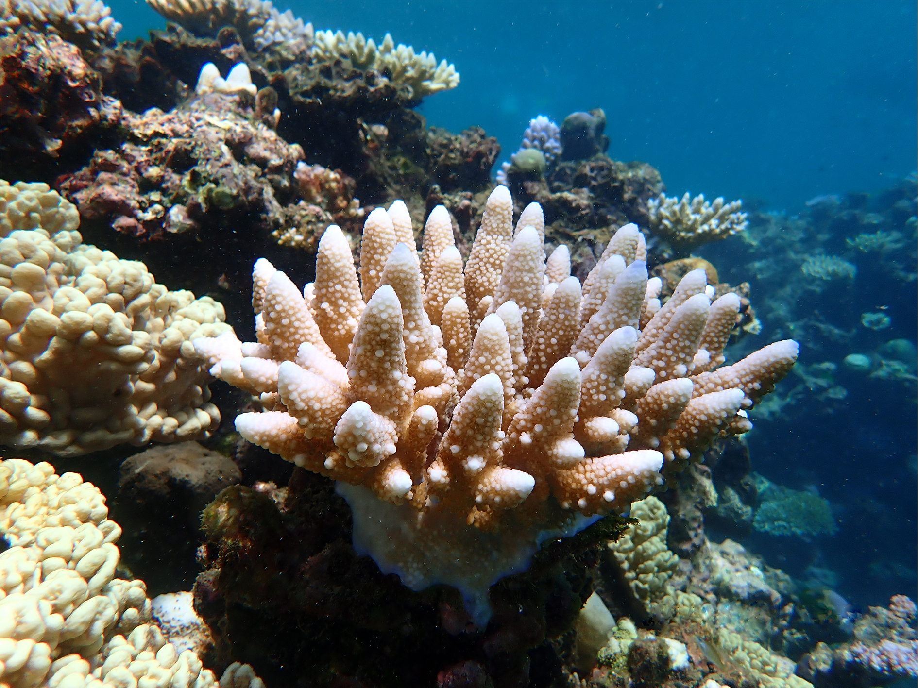 Coral attached to reef