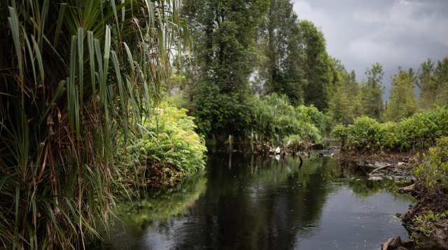 Indonesia, Kalimantan, peat swamp forest