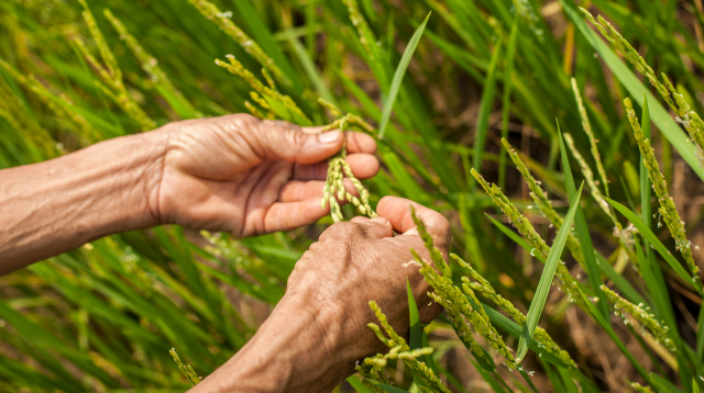 close up of hands holding rice 