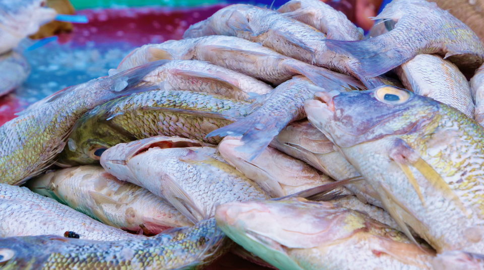 A close-up of fish.