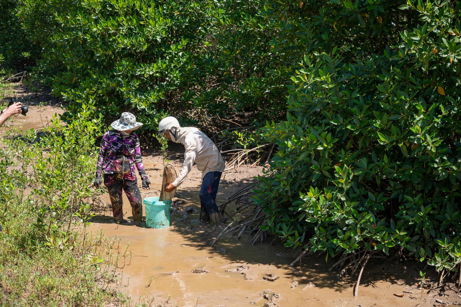 Two people putting catch in bucket in a mangrove 