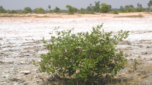 salinity landscape in Pakistan