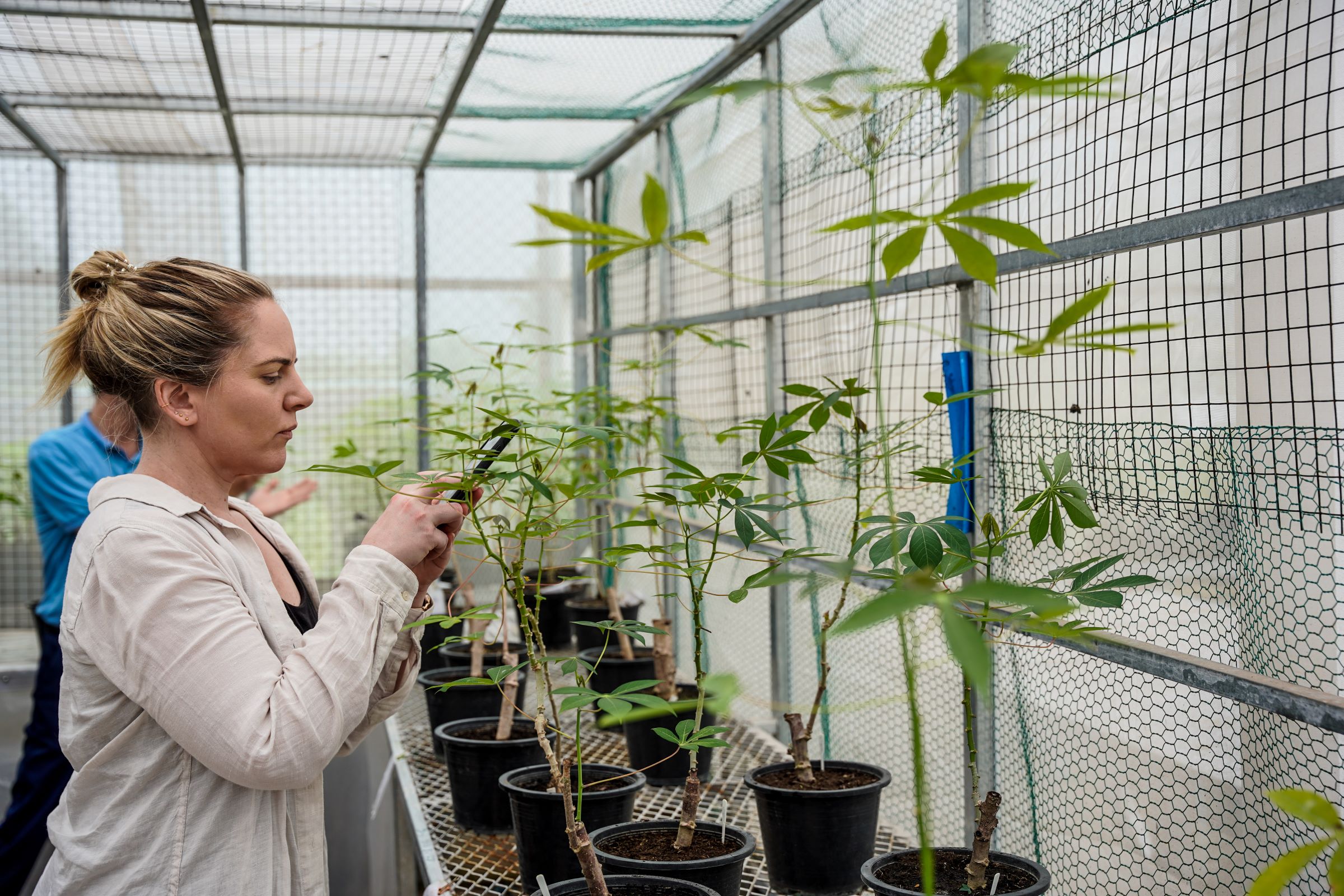 Woman using phone to take photos of cassava seedlings in greenhouse