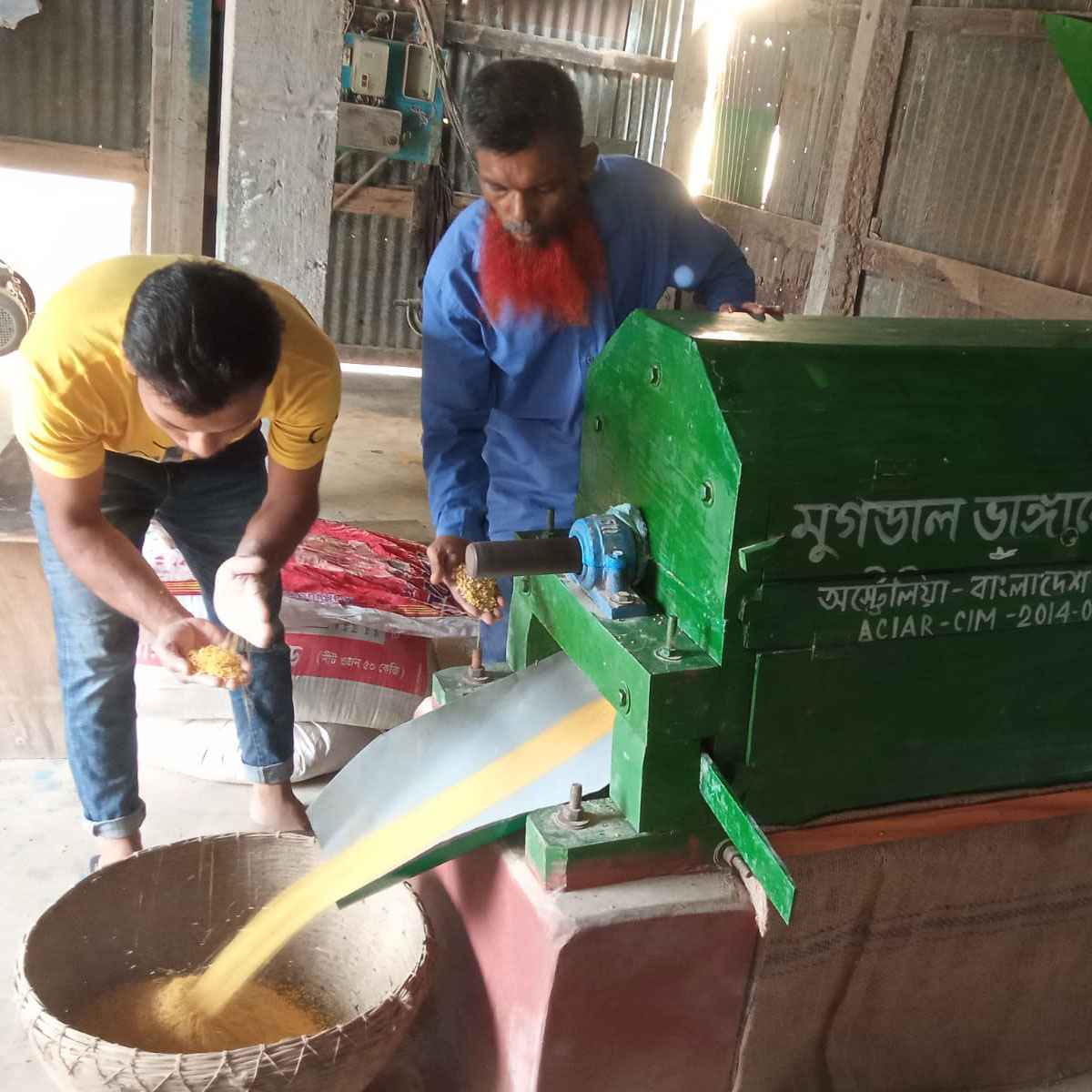 Two people standing need a machine as it husks munbean