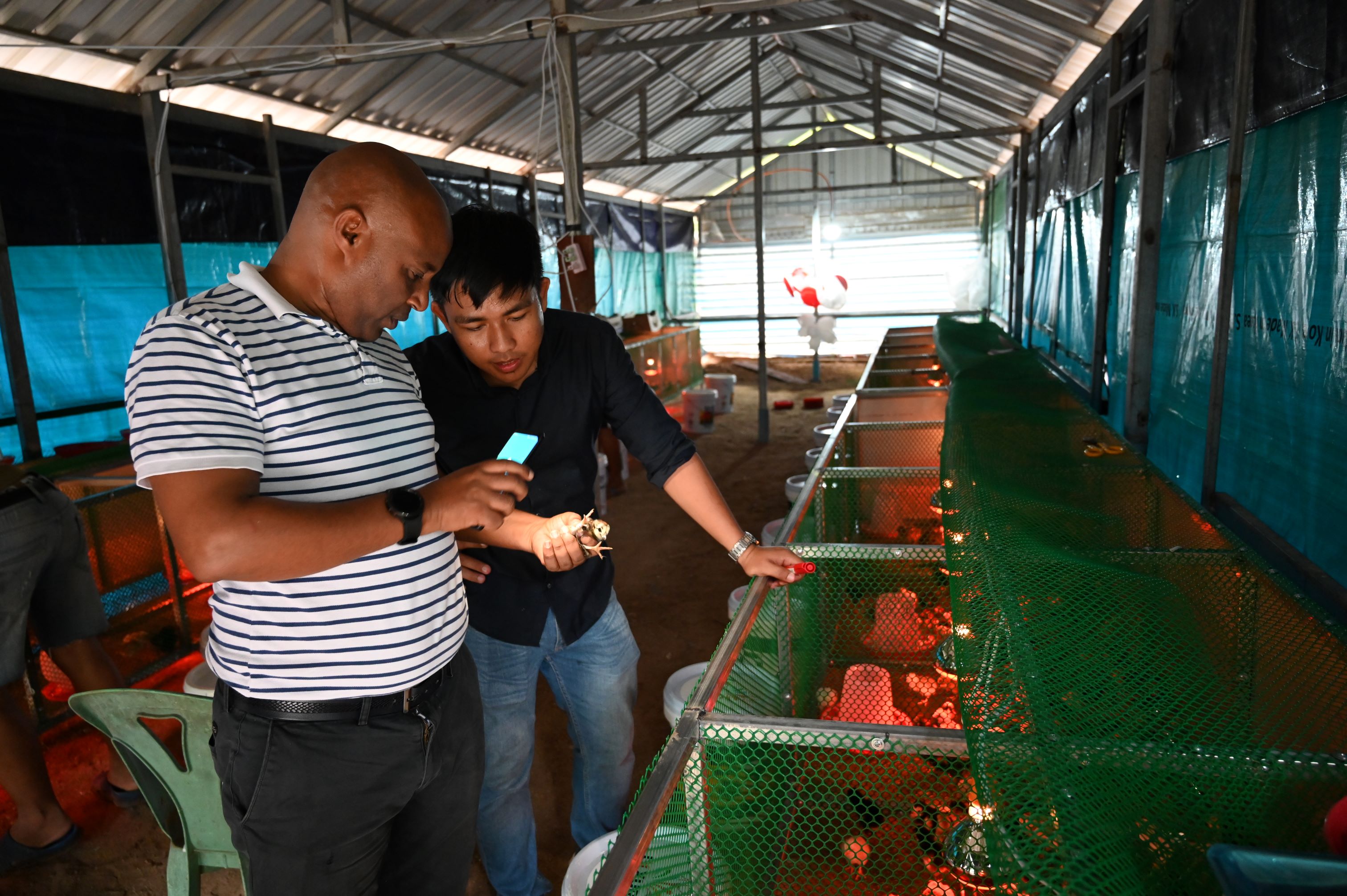 Two men looking at mobile device near chickens in hatchery.
