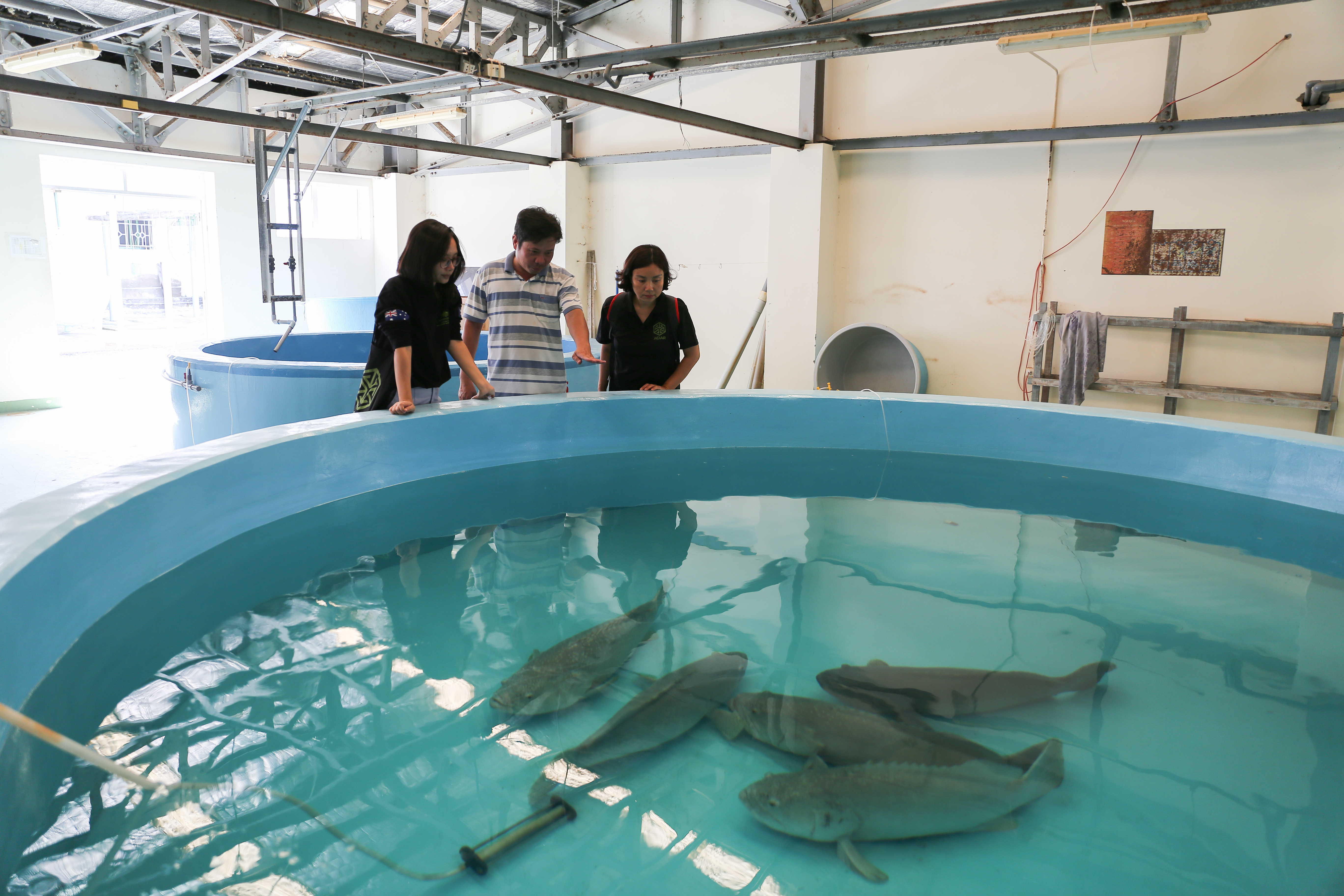 Addressing bottlenecks in the feed chains for grouper in Australia and Vietnam is one of the next important investments of ACIAR in Vietnam.