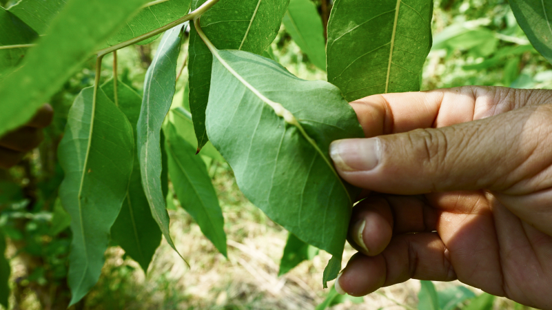 Eucalyptus-get-infected-by-insects-that-attack-the-leaves