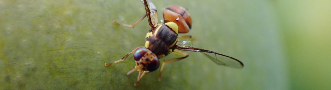 Fruit fly on fruit
