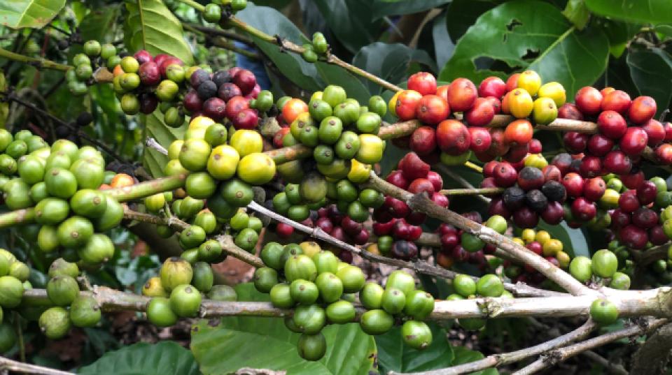 A coffee plant with coffee beans.