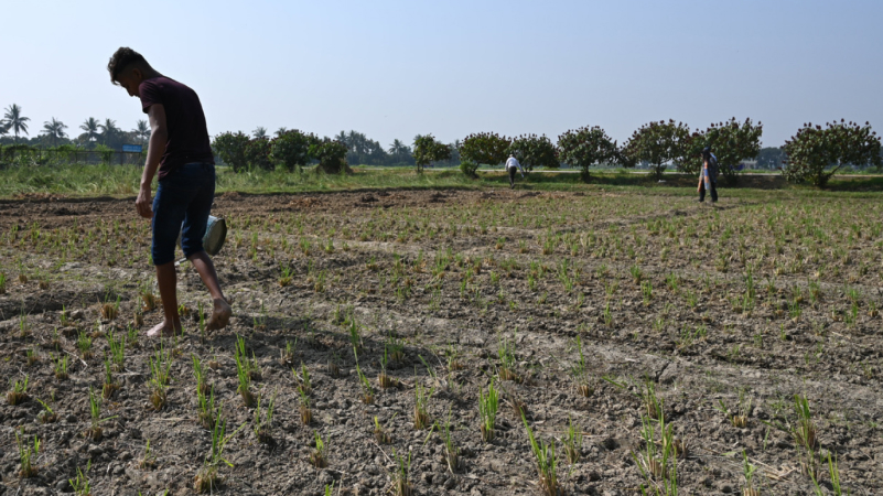 Soil in Bangladesh where a young man waters the crop with a watering can.