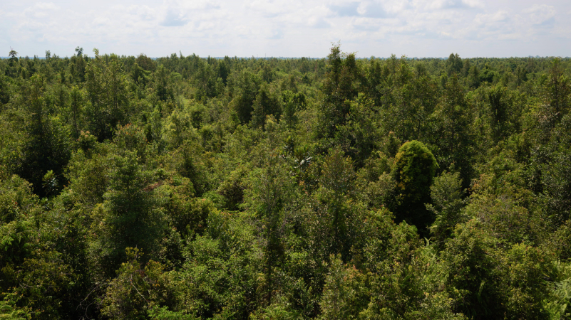 The Kalimatan peatlands in Indonesia show a lush green extensive forest.