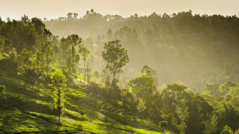 Beautiful tea plantations with tropical trees in sunset close to Meru town, Kenya.