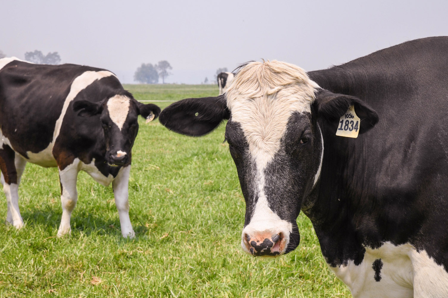 Cows in field