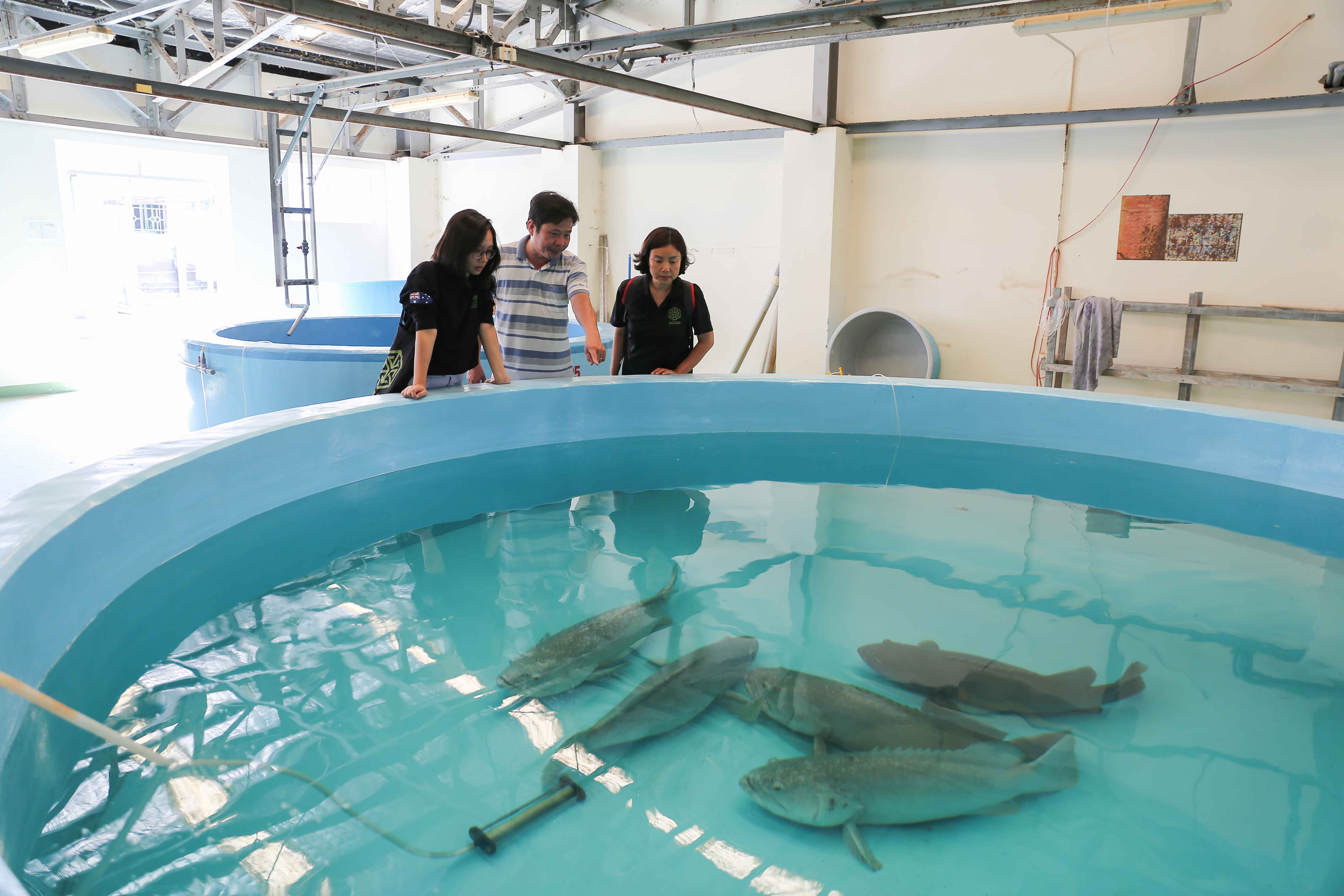 People looking at grouper fish in a tank