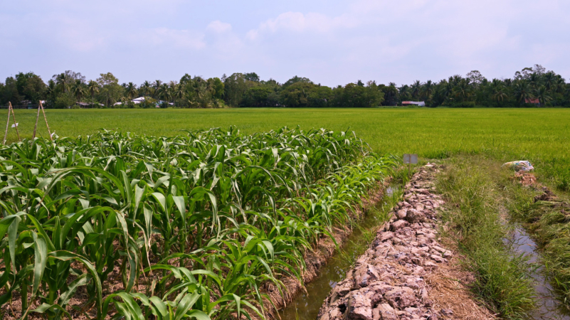 . Lush green corn plants fill the field, creating a picturesque landscape under the bright sunlight and clear skies in Can Tho City, Vietnam.