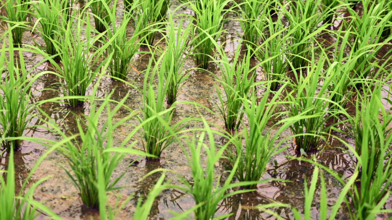 Vibrant green rice plants growing in a muddy field.