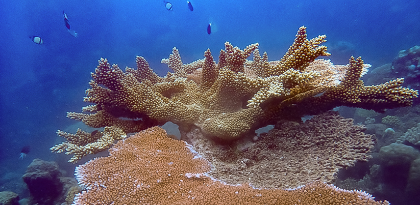 Coral under the sea in Australia