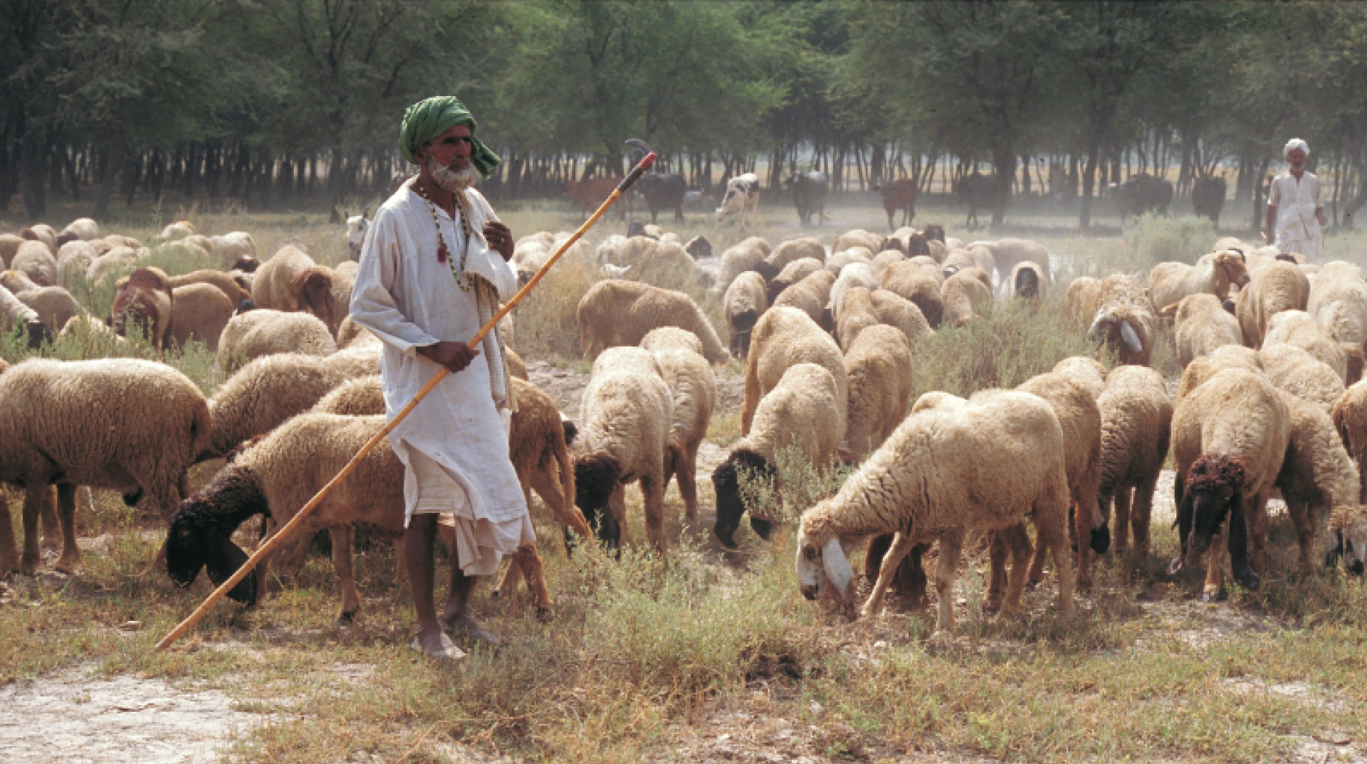 Pakistan-Animals-grazing
