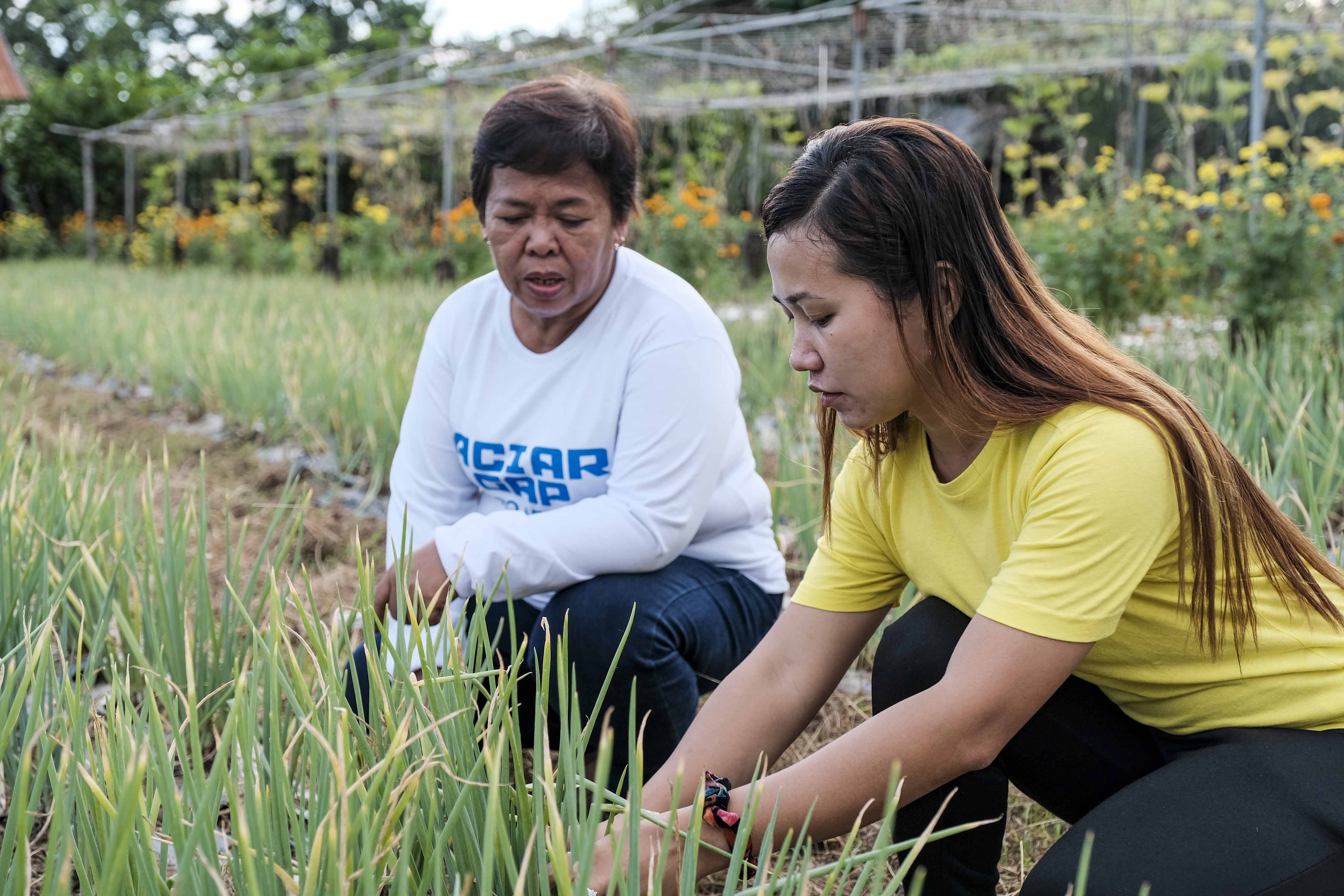 Inspecting new onion varieties at Visayas State University