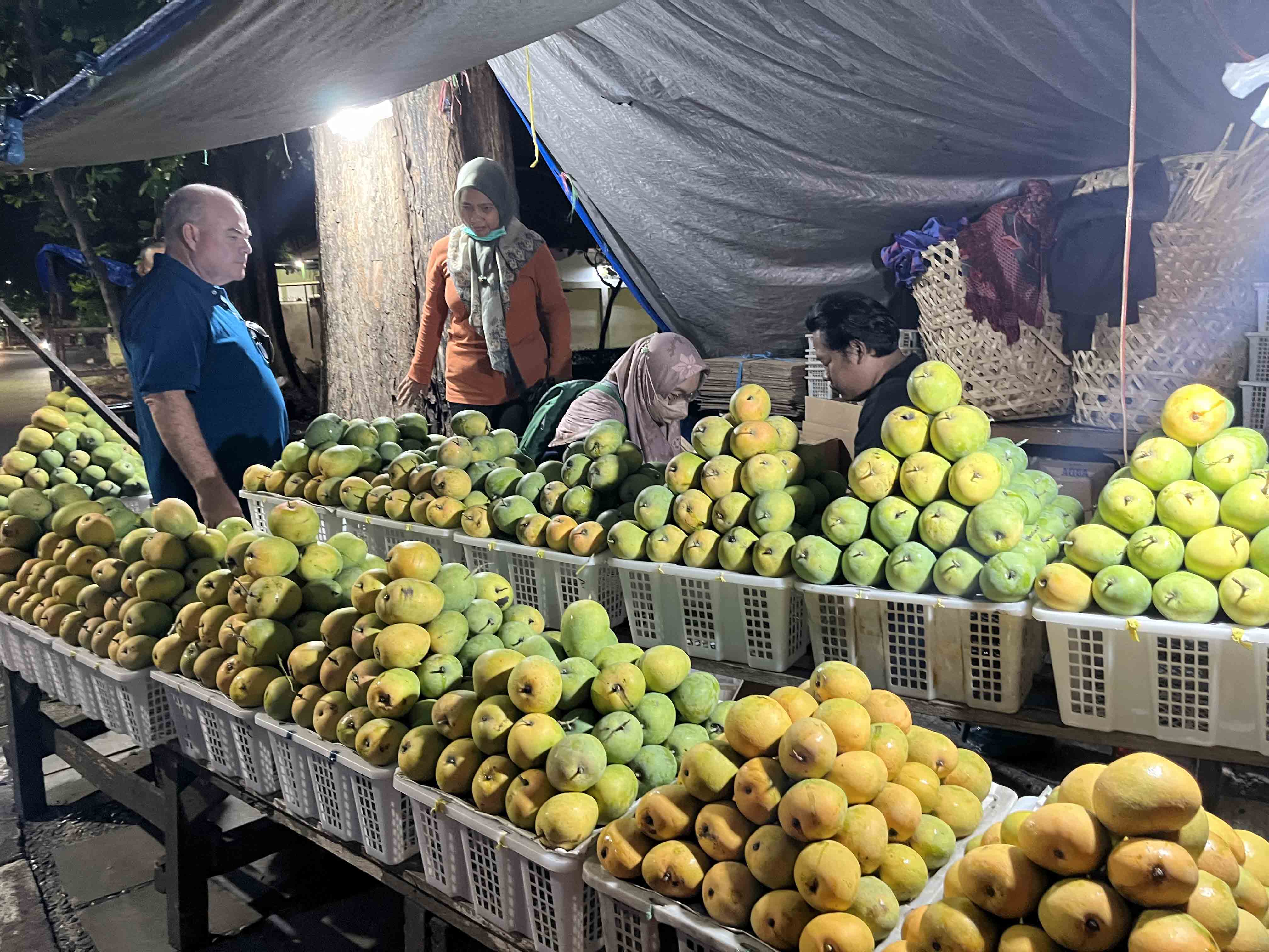 Mangoes, from farms that are part of area-wide fruit fly management programs, are achieving price premiums. Photo: Queensland Department of Agriculture and Fisheries